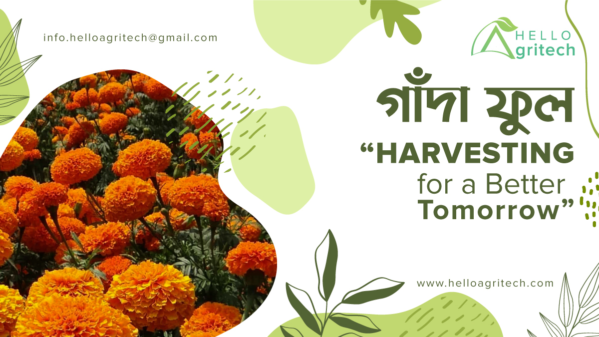 The Benefits of Marigold Flowers